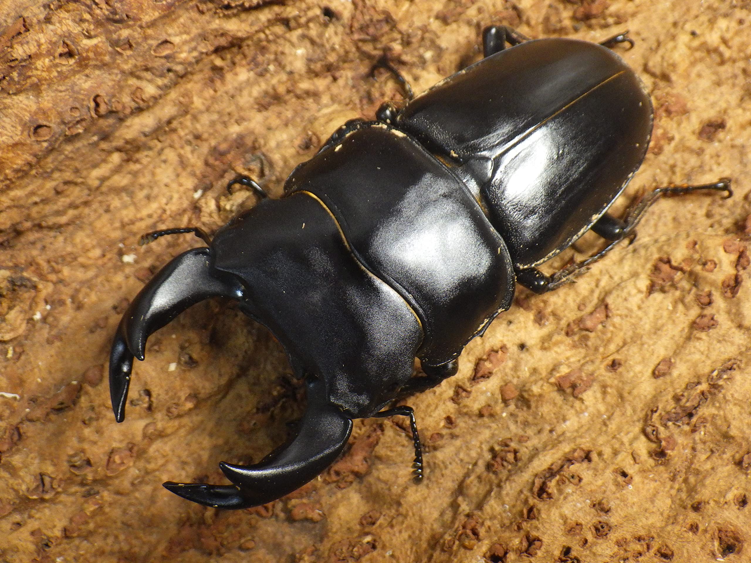 国産オオクワガタ】商談中 アンバランス アブレイズペア 4セット新成虫